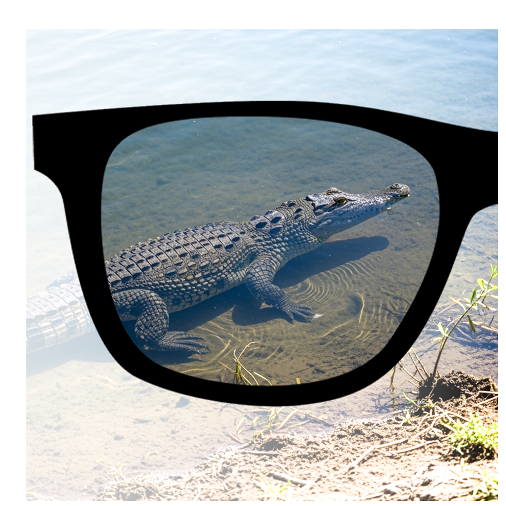 Polarised Sunglasses